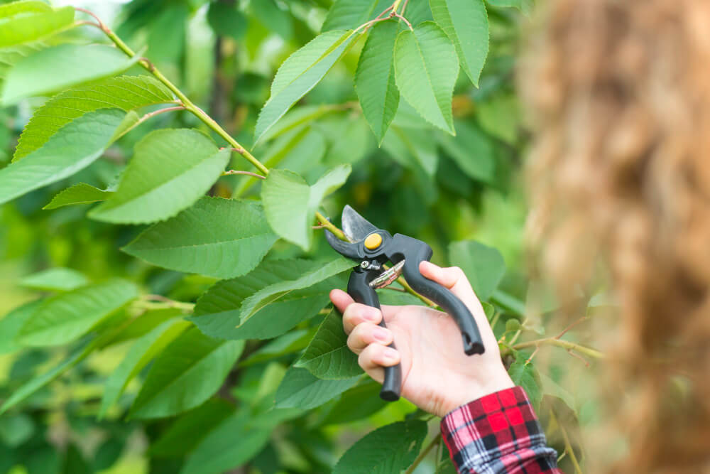 pruning fruit tree